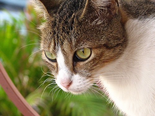 Una gata