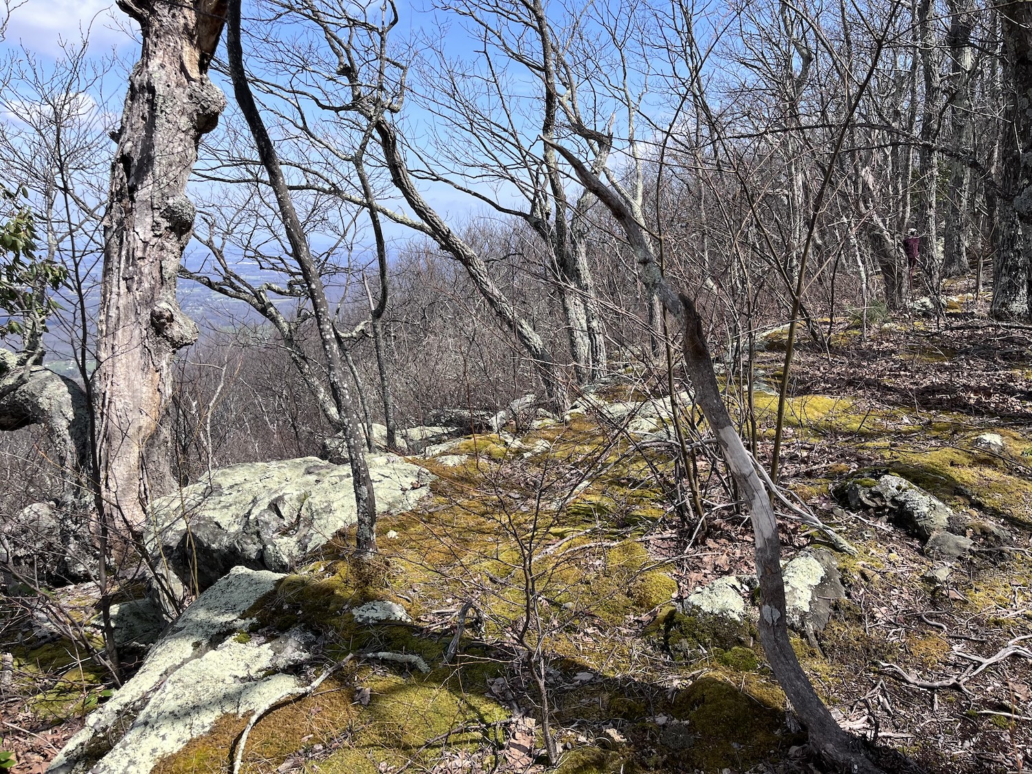 Wintergreen
